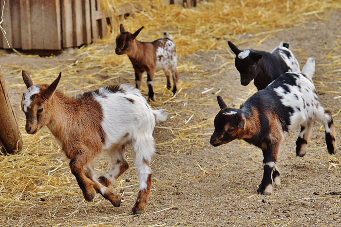 four baby goats running