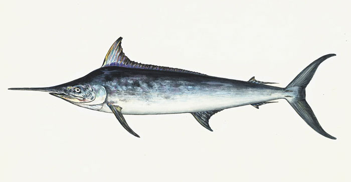 painted sailfish