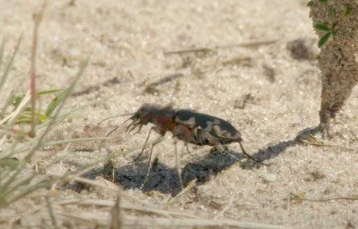 Australian Tiger Beetle on the sand