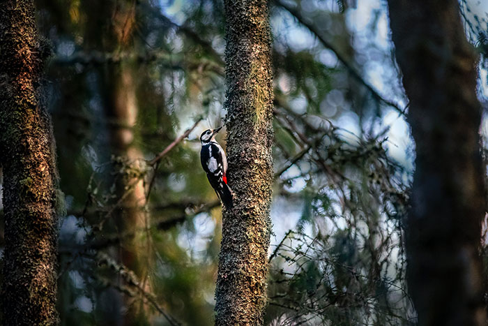Bird in the forest