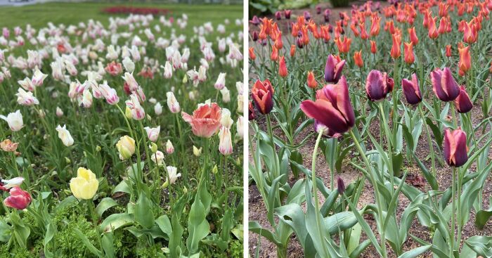 I Went To The Tulip Town Festival, And Here Are Some Of The Best Photos I Took (27 Pics)
