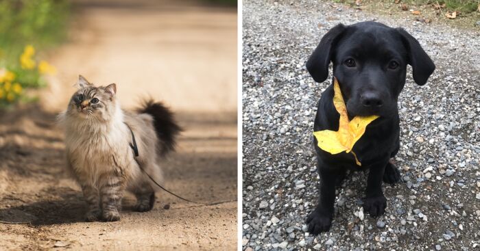 Hey Pandas, Share A Picture Of Your Pet Enjoying Nature (Closed)
