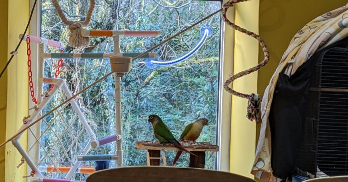 Hey Pandas, Share Your Bird Set Up (Closed)