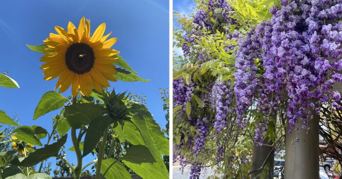 15 Of The Best Unprofessional Photos Of Flowers I Took