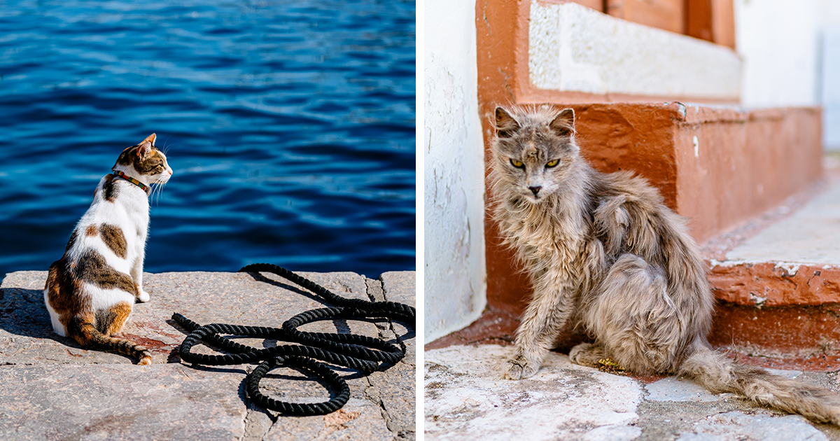 40 Cats Living In One Of The Most Beautiful Greek Islands That I