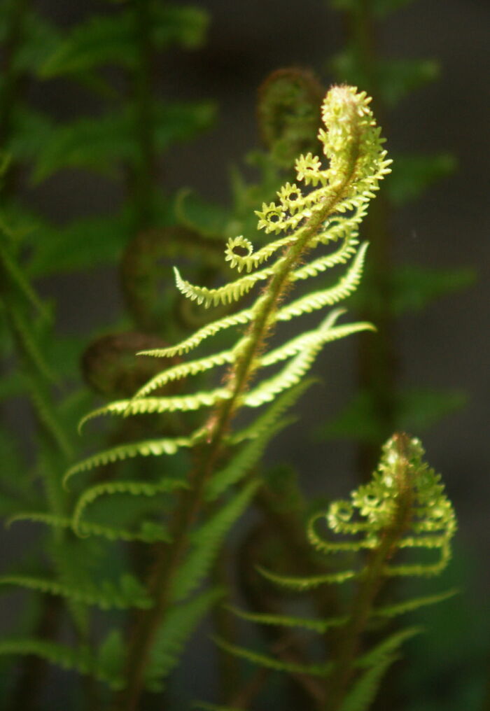 Illuminated Fern In My Garden