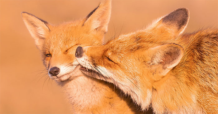 To Celebrate Mother’s Day, I Captured 21 Photographs Of Foxes With Their Little Cubs (New Pics)