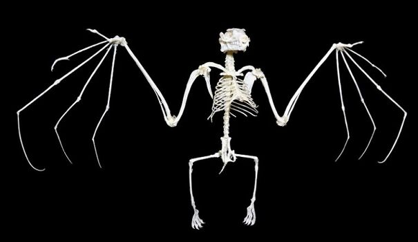 fruit-bat-skeleton-adobe-web-768x444-645c1d81a66ef.jpg