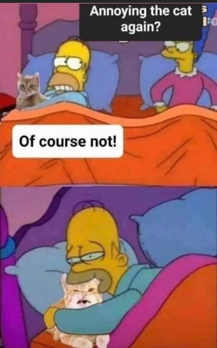 Funny-Animal-Meme-Posting