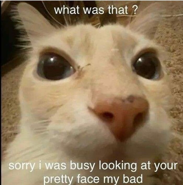 Funny-Animal-Meme-Posting