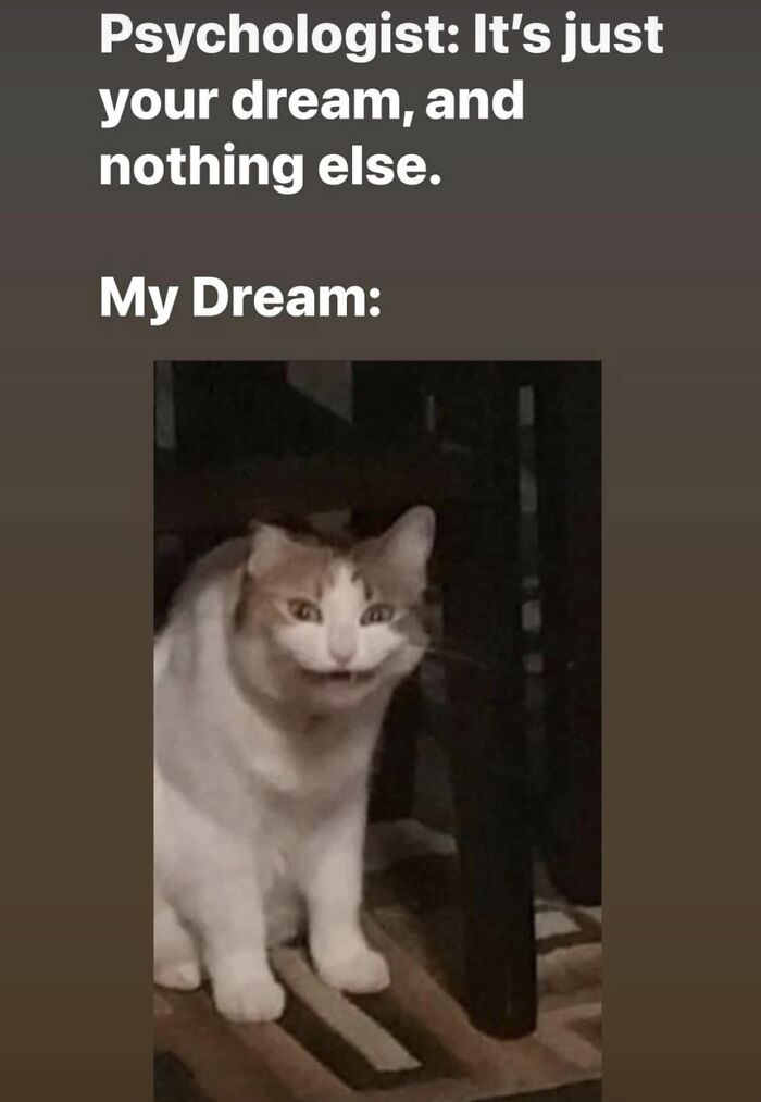 Funny-Animal-Meme-Posting