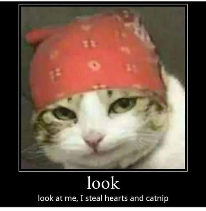 Funny-Animal-Meme-Posting