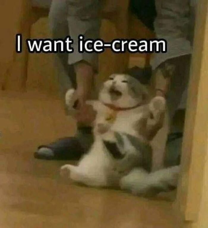 Funny-Animal-Meme-Posting