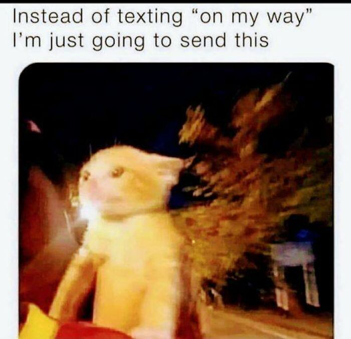 Funny-Animal-Meme-Posting