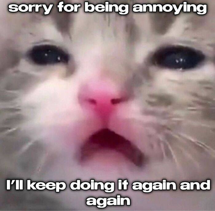 Funny-Animal-Meme-Posting