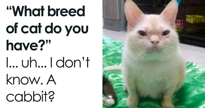50 Hilarious Memes To Both Heal You And Make You Worse, Courtesy Of ‘Animal Memeposting’