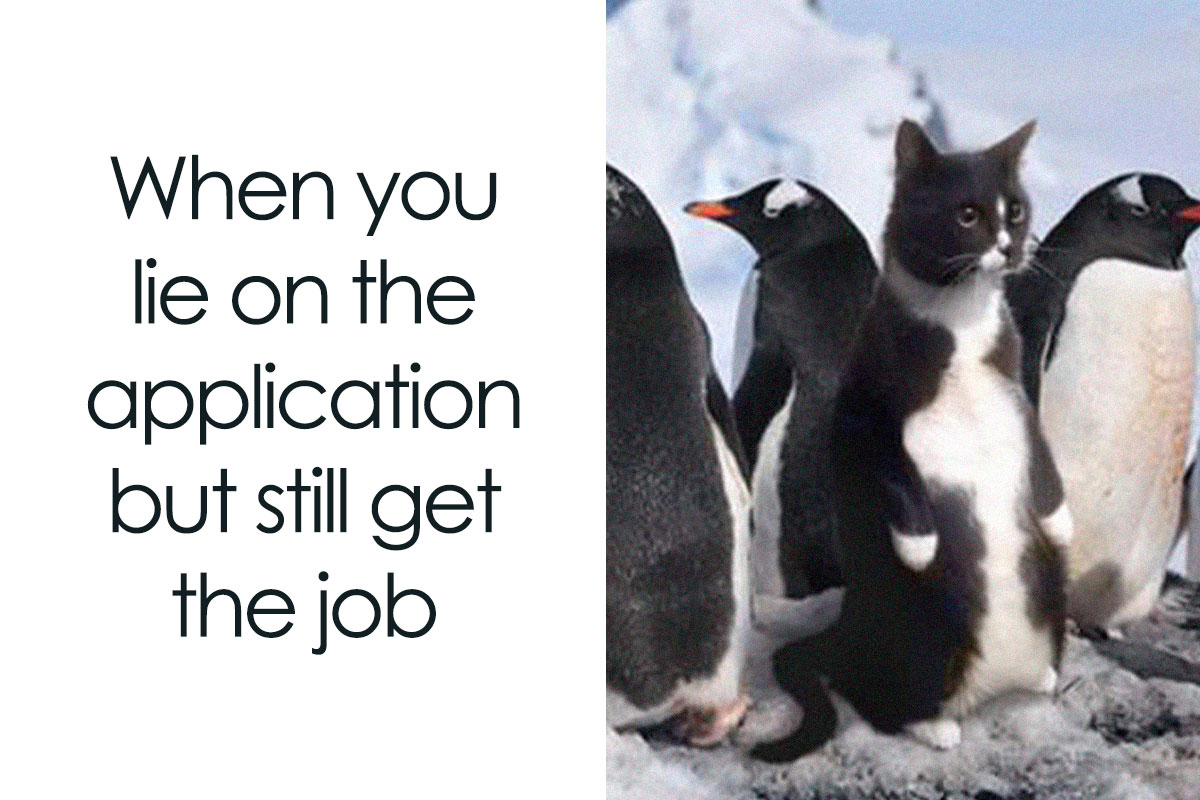 50 Hilarious Memes That Combine The Internet s Two Most Favorite Things 