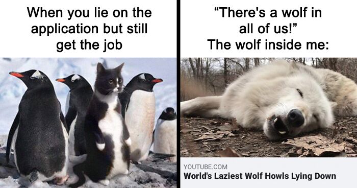 88 Of The Funniest Funny Animal Memes Shared By “Obsessed With Animals”