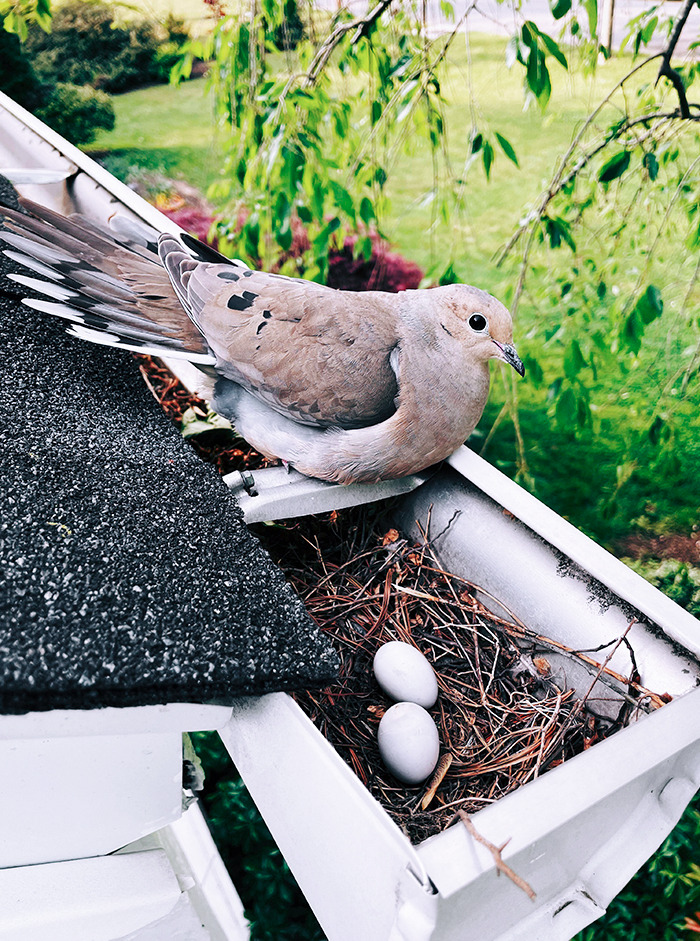 A Mourning Dove Made A Nest In My Gutter