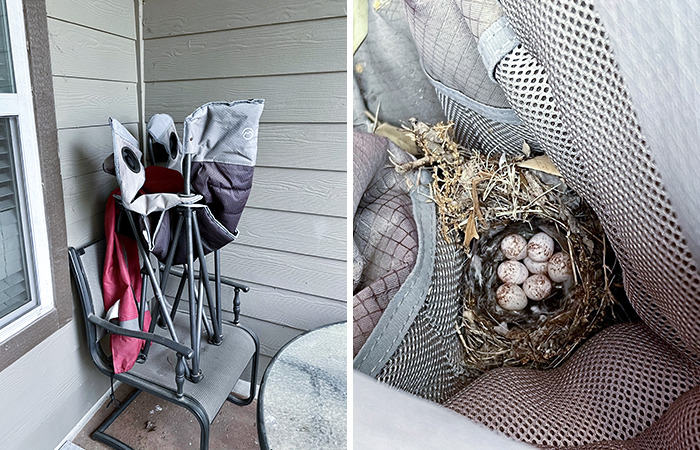 Found A House Sparrow Nest With A Clutch In My Camp Chair