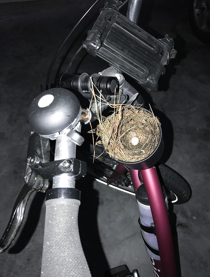 Another Reason To Not Exercise: A Bird Made A Nest In My Bike's Cup Holder