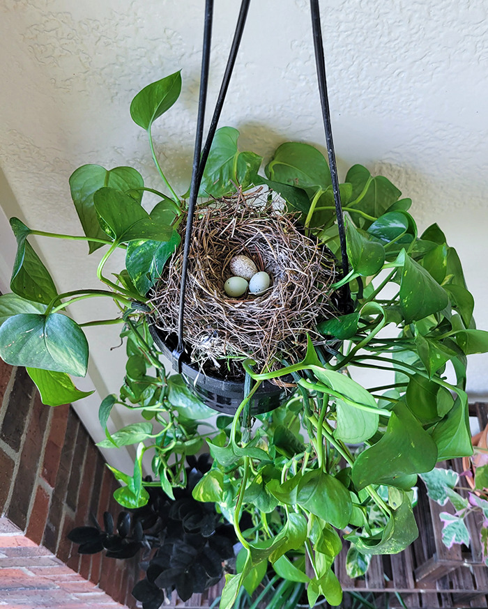 Bird's Nest In My Pothos