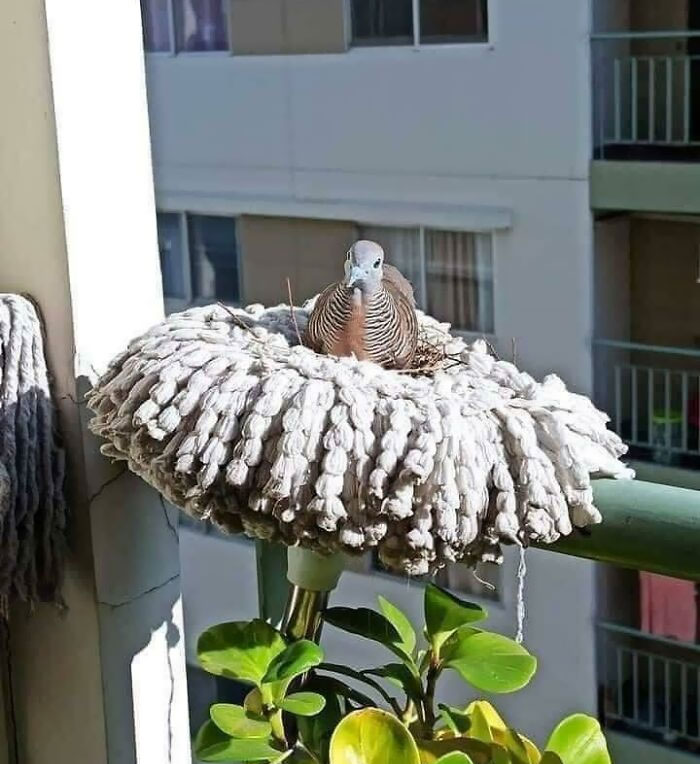 Este pájaro haciendo su nido en una fregona