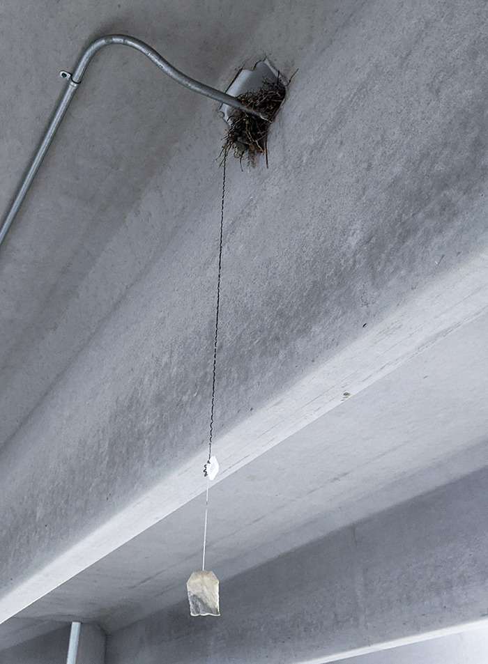 This Sparrow's Nest With A Whole Teabag Hanging Out Of It