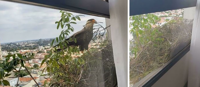 Dos águilas han decidido construir un nido justo delante de la ventana de mi abuela, en el piso 12