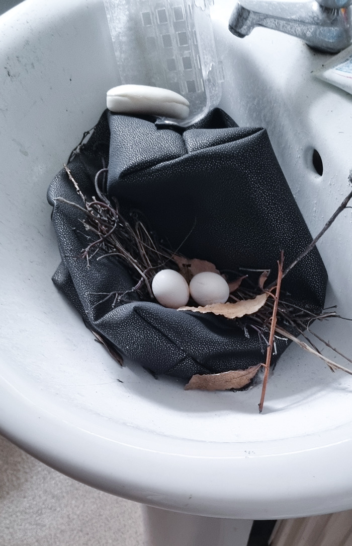 Left My Bathroom Window Open For 3 Weeks While I Was Away And A Bird Laid A Nest In My Sink
