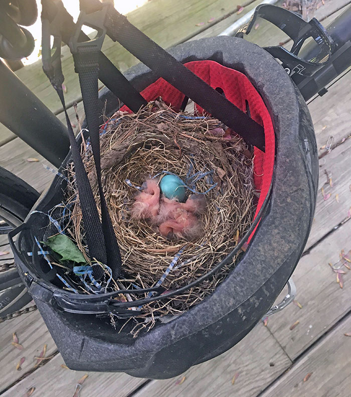 Este nido de pájaros en el casco de mi padre. Eclosionaron