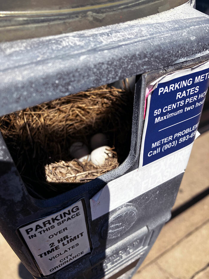 This Parking Meter That's Become A Bird's Nest