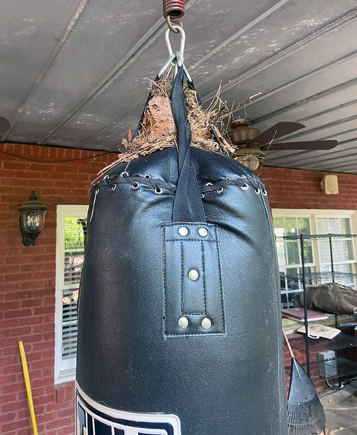 This Bird Nest I Found On Top Of My Heavy Bag