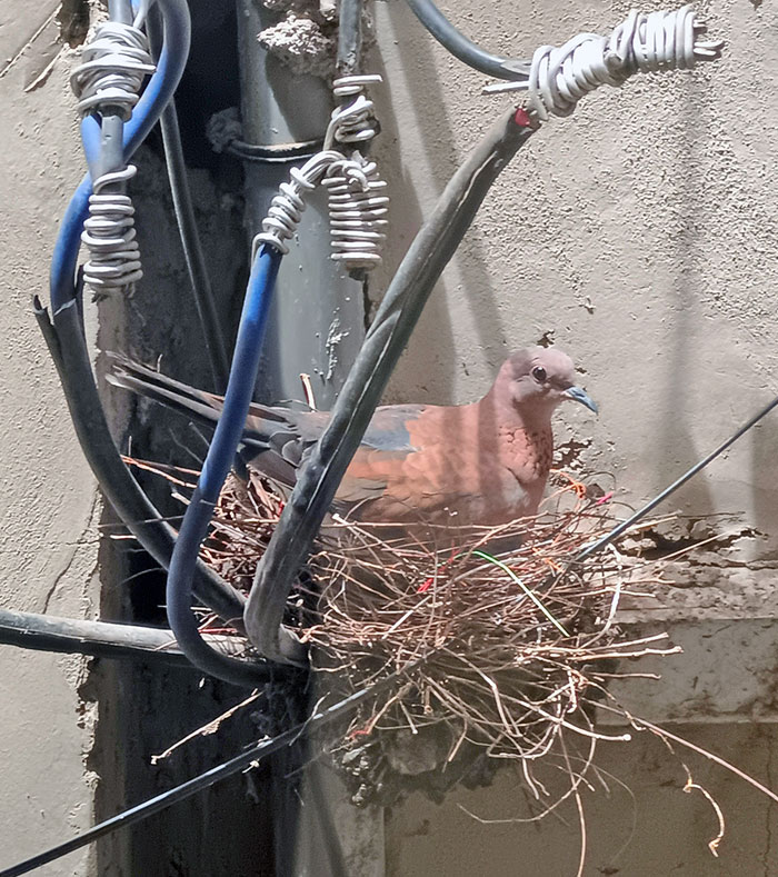Bird Nesting Outside Our 2-Story Office Window
