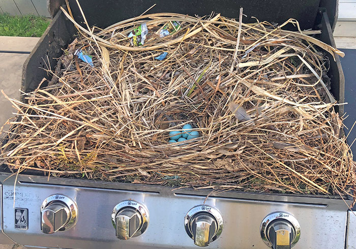 Some Birds Built A Nest In One Of My Relative’s Grill, While It Was Still Closed