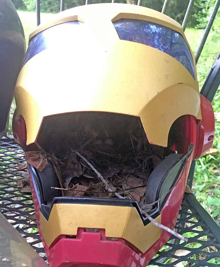 A Bird Built A Nest In A Mask I Left Outside