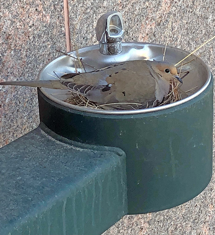 A Bird Has Made Its Nest In This Drinking Fountain