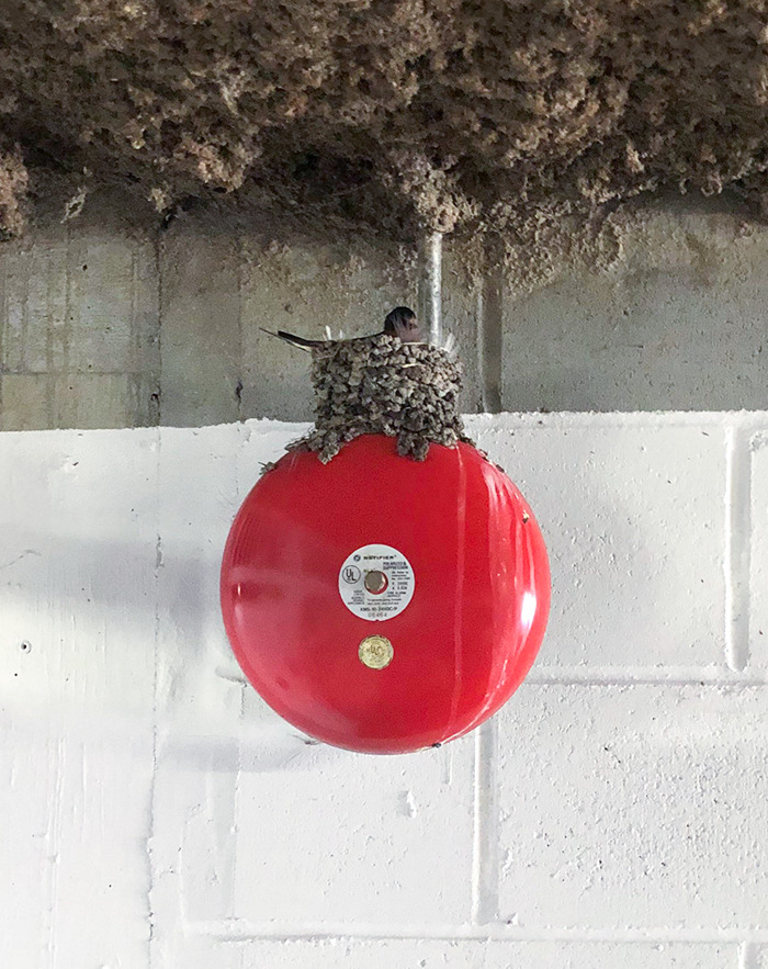 A Little Bird Built Its Nest On Top Of The Fire Bell In My Parkade. Let's Hope There Are No False Alarms In The Next Few Months