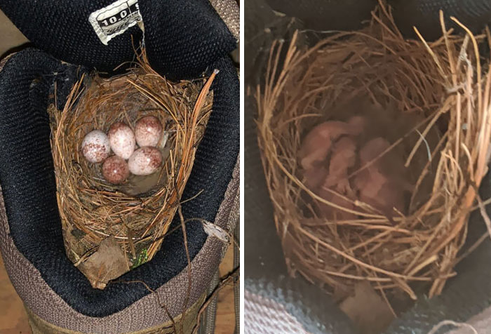 A Nice Wren Couple Moved Into A Hiking Boot In My Parents' Garage, And Today Their Family Grew By 5
