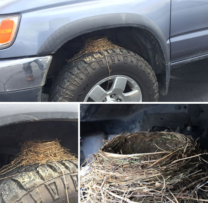 A Bird Managed To Build A Nest In My Wheel While I Was At Work Today