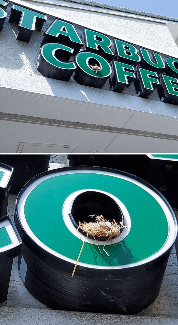Cute Little Bird Nest In Starbucks Logo At St. Armand Circle In Sarasota, FL