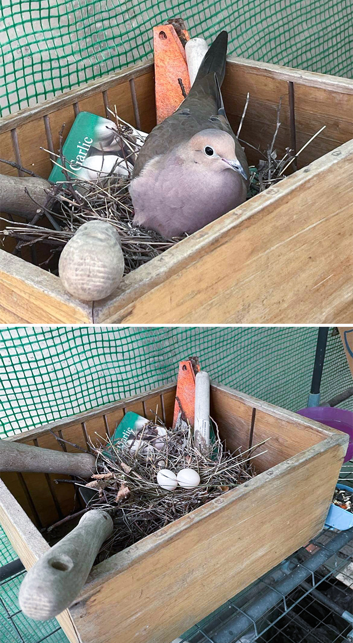 I Introduce Pearl, The Dove Who Has Taken Up Residence In Our BNG (Bird Nest Greenhouse)