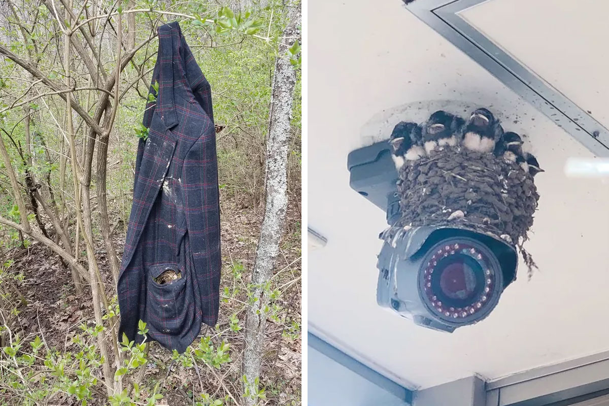 “Bird Made Its Nest In My Mop”: 50 People Share Pictures Of Nests In The Most Random Places (New Pics)