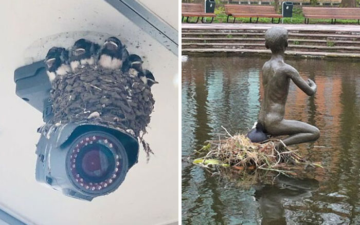 “Bird Made Its Nest In My Mop”: 50 People Share Pictures Of Nests In The Most Random Places (New Pics)