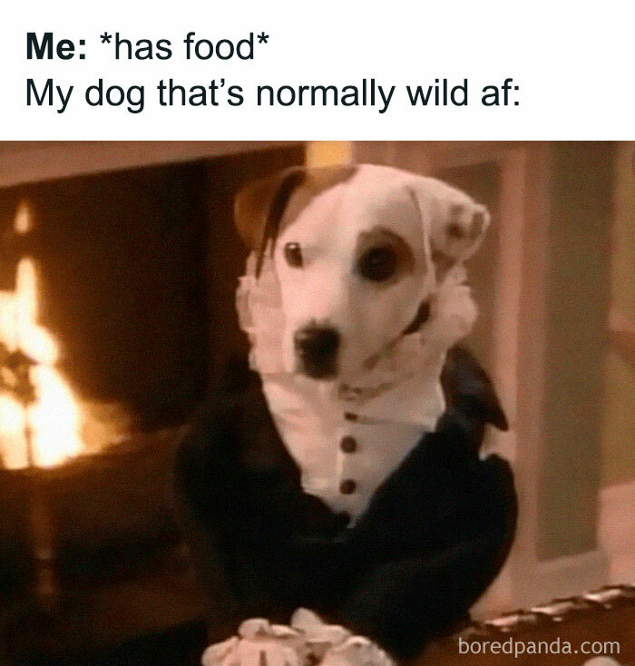 Funny-Dog-Memes-Pics