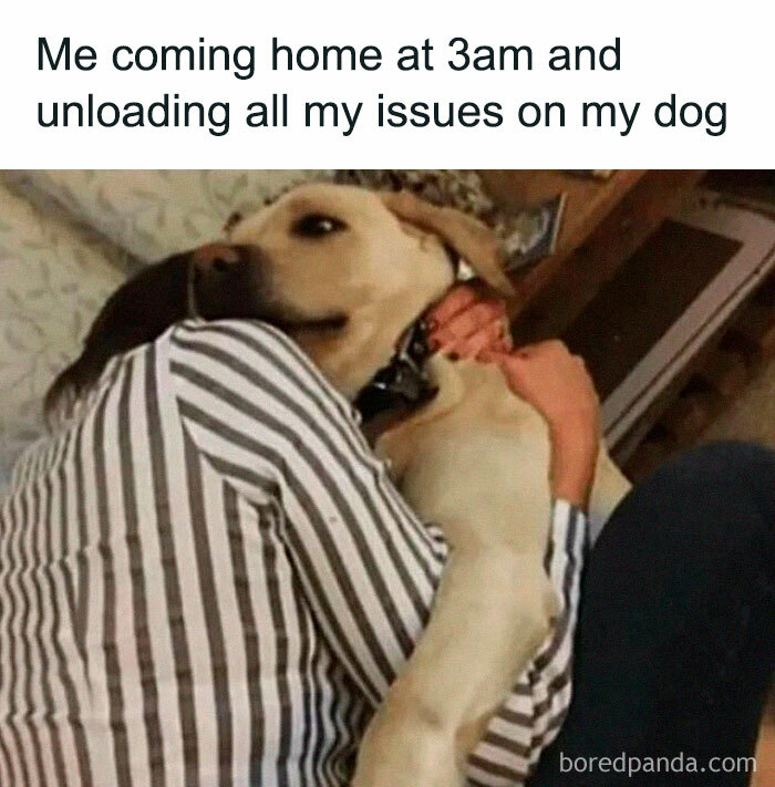This Facebook Page Is All About Relatable Dog Memes Here Are 50 Of The This Facebook Page Is All About Relatable Dog Memes Here Are 50 Of The