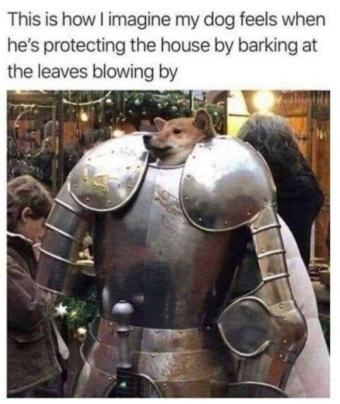 Funny-Dog-Memes-Pics