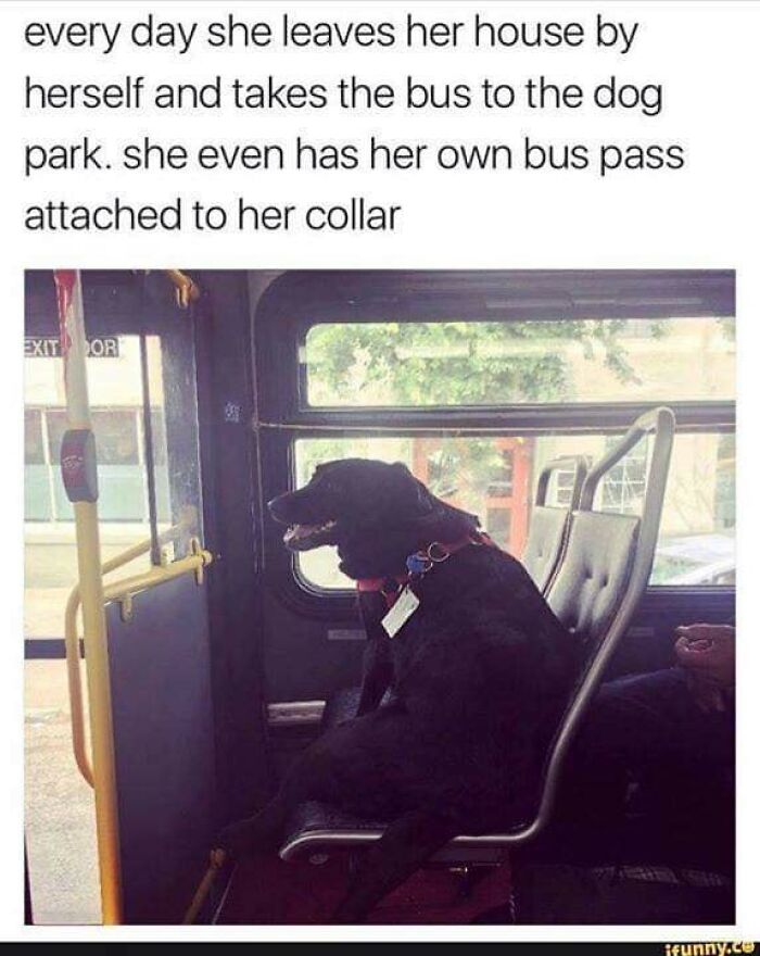 Funny-Dog-Memes-Pics