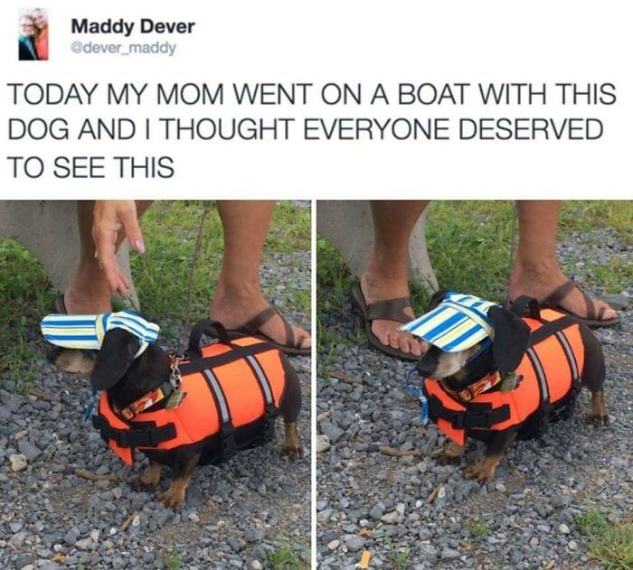 Funny-Dog-Memes-Pics