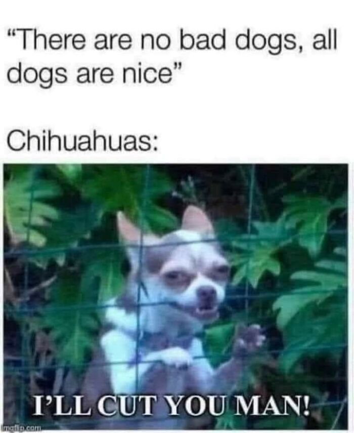 Funny-Dog-Memes-Pics